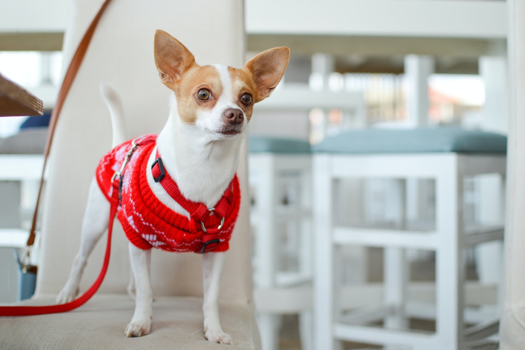 Designing Harmony: Crafting the Best Dog-Friendly Kitchen for Your Home